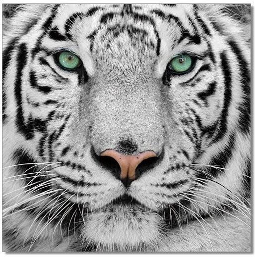 Black and White Tiger - Euro Living Furniture